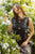 MUSHQ - 3PC LAWN EMBROIDERED SHIRT WITH CHIFFON PRINTED DUPATTA AND TROUSER - HZG2244